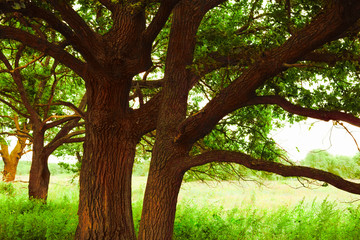 oak   in sunlight in the morning