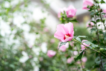 Fototapeta na wymiar Hibiscus mutabilis, cotton rose
