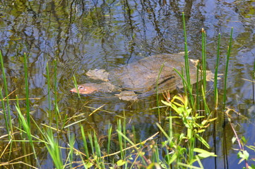turtle in water florida 