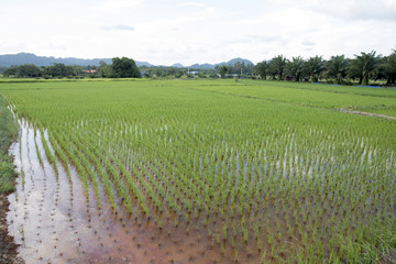 Fototapeta na wymiar rice field in thailand