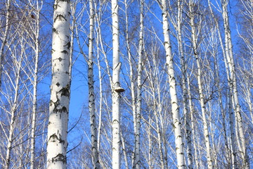 Obraz premium Beautiful landscape with white birches against blue sky. Birch trees in bright sunshine. Birch grove in autumn. The trunks of birch trees with white bark.