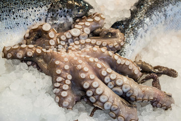 Octopus for sale in the fish shop.