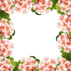 Beautiful floral background of orange Pelargonium 