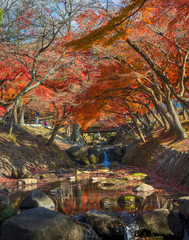 Autumn view in  Nara park . This Nara park is a public park located in the city of Nara, Japan, at...