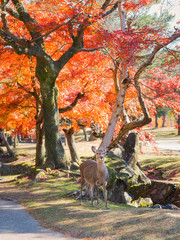 Autumn view in  Nara park . This Nara park is a public park located in the city of Nara, Japan, at the foot of Mount Wakakusa. The park is ideal for watching the leaves at autumn