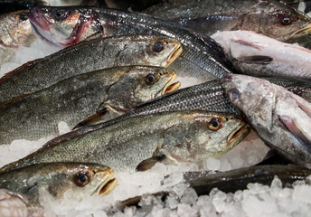 Umbrina cirrosa on ice in fish shop for sale.