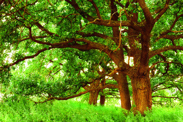 oak   in sunlight in the morning