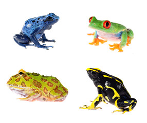 Obraz premium Blue dyeing dart frog Dendrobates tinctorius isolated on white