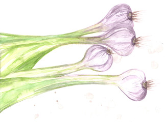garlic watercolor painted illustration, spice vegetable hand drawn