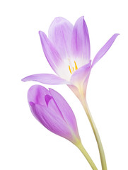 light lilac crocus two flower isolated on white