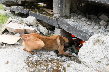 chien recherche de victime