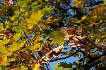 Maple seeds
