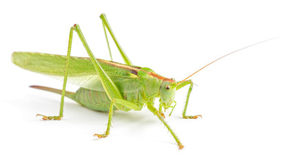 Big green grasshopper isolated