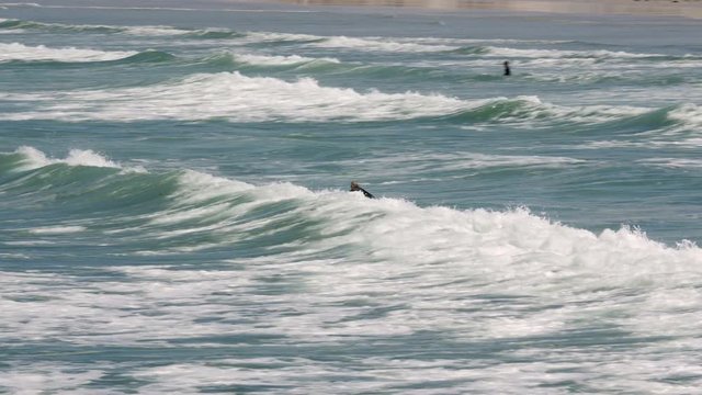 A wild, barely in control watersurfer manages to ride a wave before he goes under.