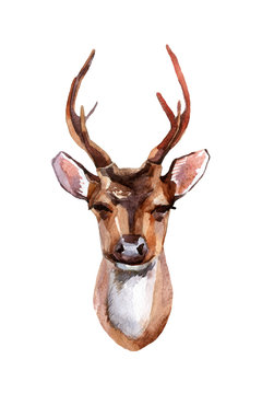 Deer - Front View isolated on white background. Hand painted animal illustration