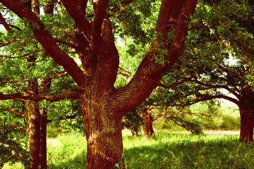 oak   in sunlight in the morning