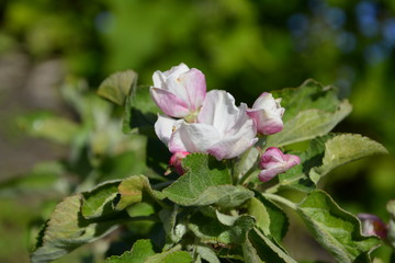 Маленькая яблоня