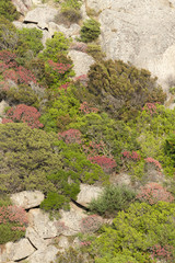 Sardinien, typische Vegetation bei Santa Teresa di Gallura