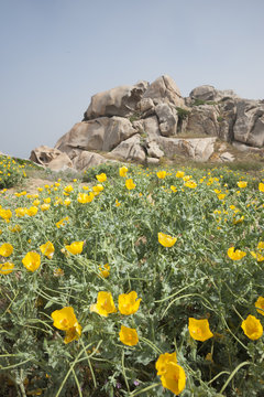 Gelber Hornmohn (Glaucium flavum)