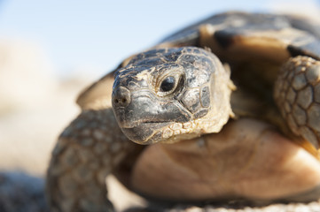 Schildkröte auf der italienischen Insel Sardinien.