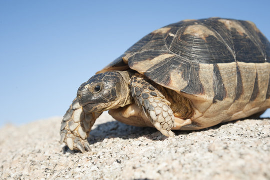 Schildkr&ouml;te auf der italienischen Insel Sardinien.