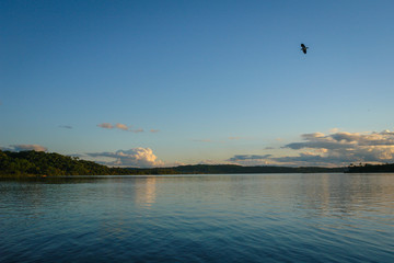 Birds flying on the lake coast in South America