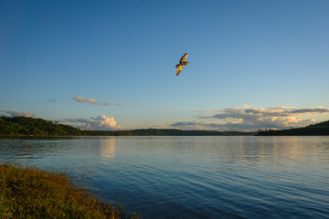 Birds flying on the lake coast in South America
