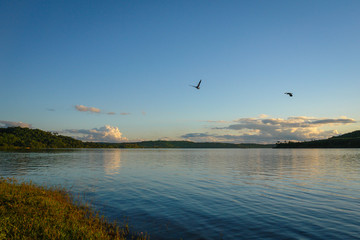 Birds flying on the lake coast in South America