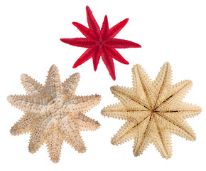 set of three starfishes isolated on white