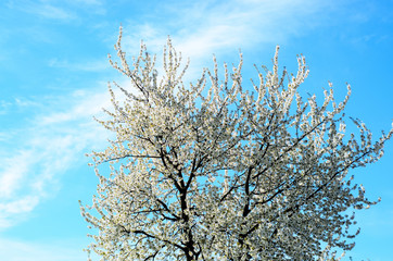 spring blossom against blue sky