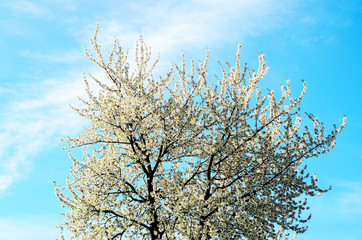 spring blossom against blue sky