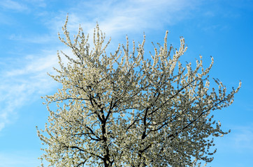 spring blossom against blue sky