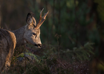 Roe deer (Capreolus capreolus).