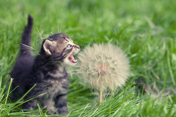 Little kitten walking on the grass next to a large dandelion