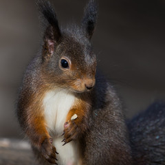 Naklejka na ściany i meble Dark colour variant of a red squirrel