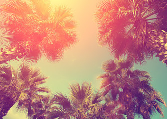 Vintage frame with tropic palm trees against sky at sunset light