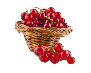 red currant