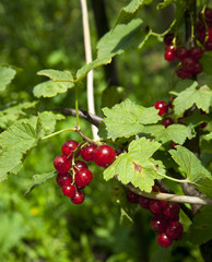 bunch of red currant