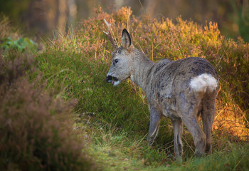 Roe deer (Capreolus capreolus)