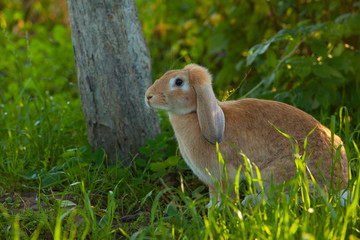 beautiful redhead rabbit