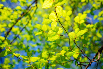 Bright sun in spring forest.
