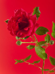 red rose in water drops