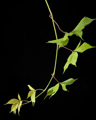 leaves of vine