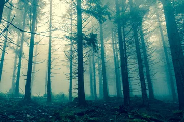 Foto op Canvas Fog in the haunted forest © andriano_cz