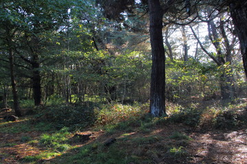Sous-bois en Bretagne