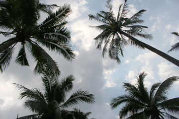 branch palm leaf trees on the cloud blue sky with beautiful suns