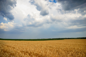cloudy sky over golden field. rain before