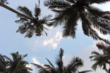 branch palm leaf trees on the cloud blue sky with beautiful suns