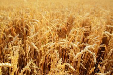 Wheat Field