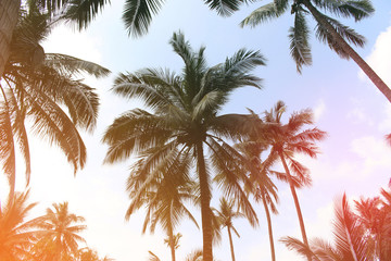 Fototapeta na wymiar branch palm leaf trees on the cloud blue sky with beautiful suns